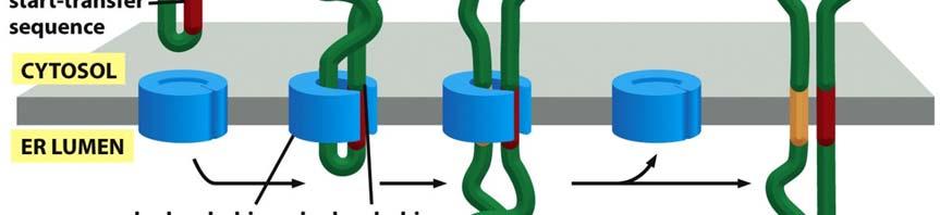 Multiple hydrophobic sequences in the polypeptide chain of nascent