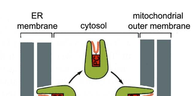 Phospholipid transfer toward mitochondria Inter-relationships among