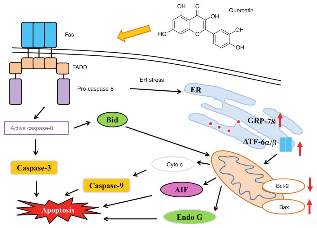 8 MA et al: QUERCETIN INDUCES CELL APOPTOSIS IN HUMAN ORAL CANCER SAS CELLS Figure 7. Proposed signaling pathways for quercetin induced apoptosis in SAS cells.