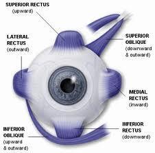 EXTRINSIC EYE MUSCLES