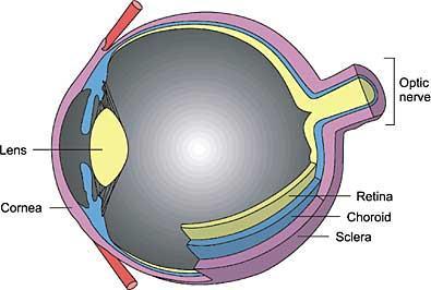 STRUCTURE OF THE EYEBALL Wall of eyeball contains
