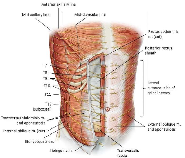 ANATOMY The rectus abdominis muscle is a paired muscle that originates on the pubic crest and symphysis and ascends vertically to insert on the xiphoid process and fifth to seventh costal cartilages