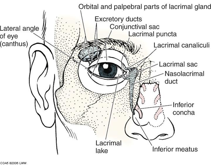 Lacrimal