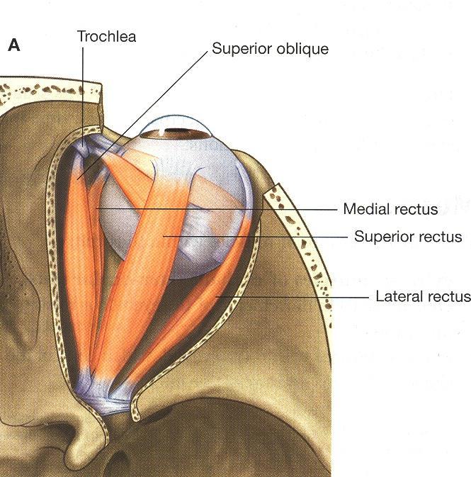 Extra-ocular muscles Rectus muscles