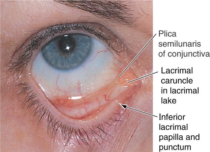 Surface anatomy Sclera Cornea Palpebral fissure Sclerocorneal juncture Pupil Iris Superior eyelid Inferior eyelid Eyelashes Conjunctiva bulbar and