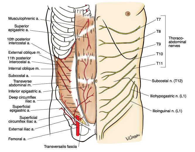 Innervation of the Reconstruction Goals: Prevent visceral extrusion Tension-free closure Incorporate with the remaining abdominal wall Provide strong, dynamic, innervated, vascularized musculofascial