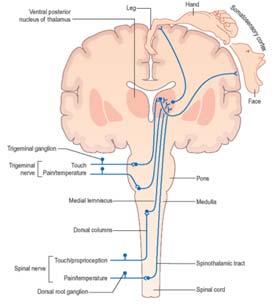 Basic pathway of sensory information to the thalamus 4. Interpreted 3. Looked at & analyzed 2. Transmitted 1.