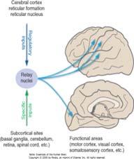 Common functional principles Thalamic nuclei decide what information passes Classification of nuclei location and input/outputs Consist of projection (majority) and inhibitory neurons Inputs into the