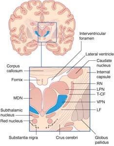 Specific or relay nucleus (specificity) Specific or relay nuclei VPL VPM Lateral Posterior Dorsomedia l Functional thalamic groups Three