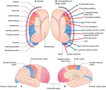 dorsal, medial and lateral geniculate Association nuclei Reciprocally connected to association