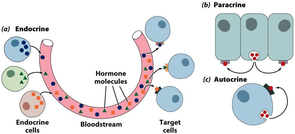 Hormones and Classifications In eukaryotes, intercellular signals occur through mediated release of hormones (chemical messengers) Classified by the distance over which the carry