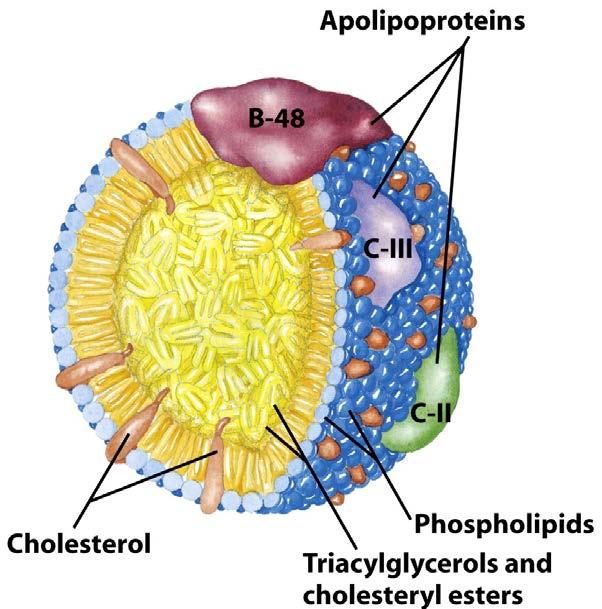 The Good, the Bad and the Ugly Chlyomicrons Dietary fat/cholesterol transport to cells Originate in intestinal mucosa cells 1-2% protein, 85-88% triglycerides, ~8% phospholipids, ~3% cholesteryl