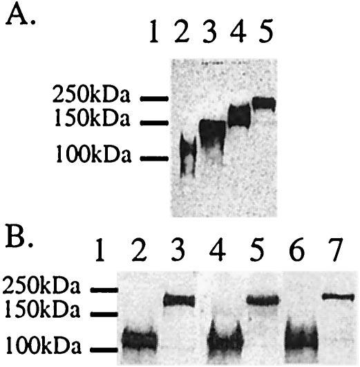 2048 GREEN ET AL. J. VIROL. Mouse sera from vaccinated mice were allowed to bind and subsequently were detected by anti-mouse IgG conjugated to horseradish peroxidase.