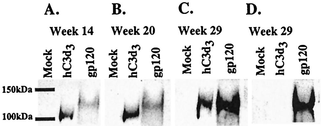 VOL. 77, 2003 C3d ENHANCEMENT OF ANTI-Env ANTIBODIES 2051 FIG. 6. Western blot of anti-hc3d 3 antibodies in sera from vaccinated rabbit.