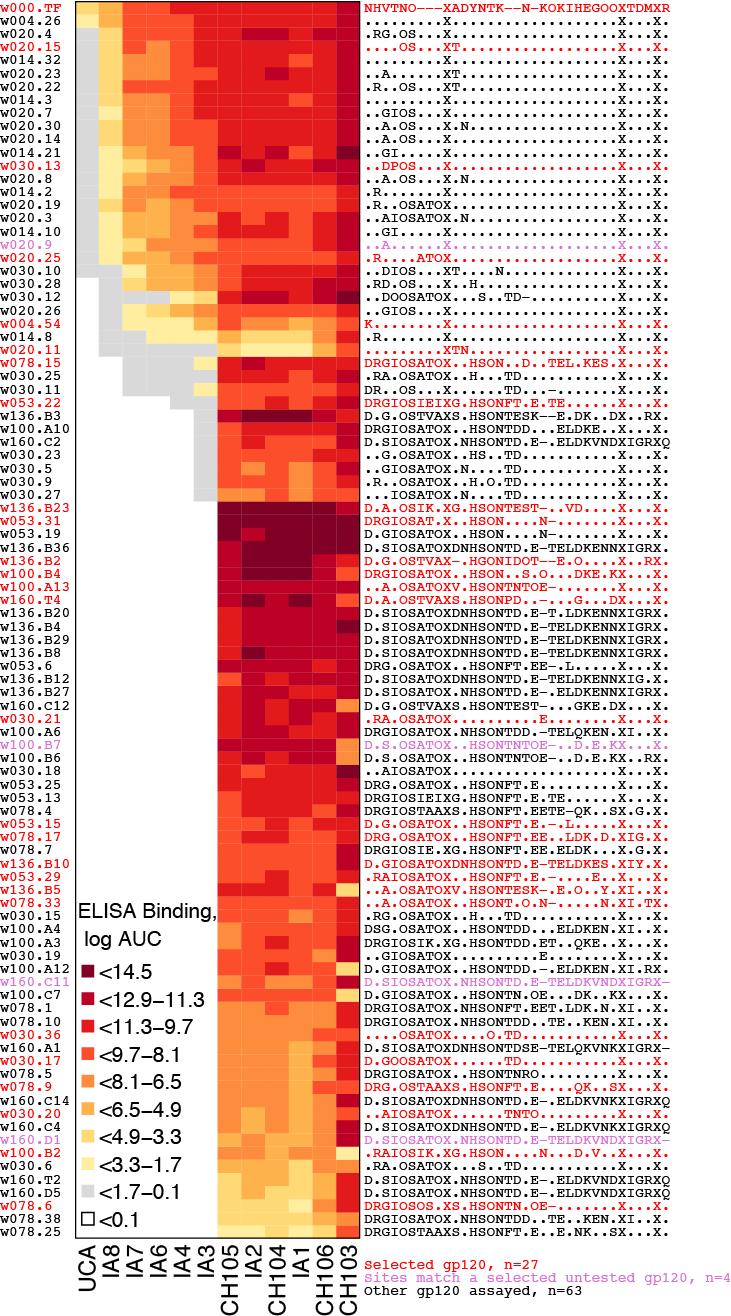 Figure 9. Selected Envs represent diverse binding phenotypes. Among the swarm of 54 Envs selected, 27 were synthesized as gp120s for ELISA binding assays (red text).