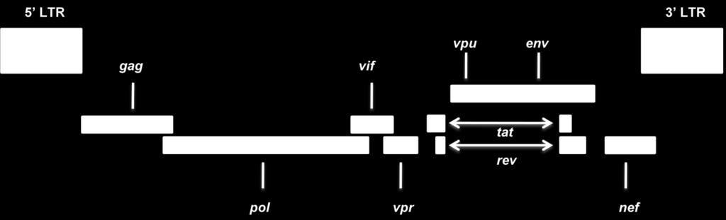 Figure 1 Genomic organization of the HIV-1 proviral genome. Structural and enzymatic proteins are encoded by the gag, pol, and env genes.
