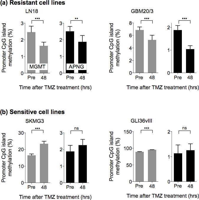 Supplementary Figure 12. Epigenetic methylation changes in DNA promoters of MGMT and APNG in cells following TMZ treatment.