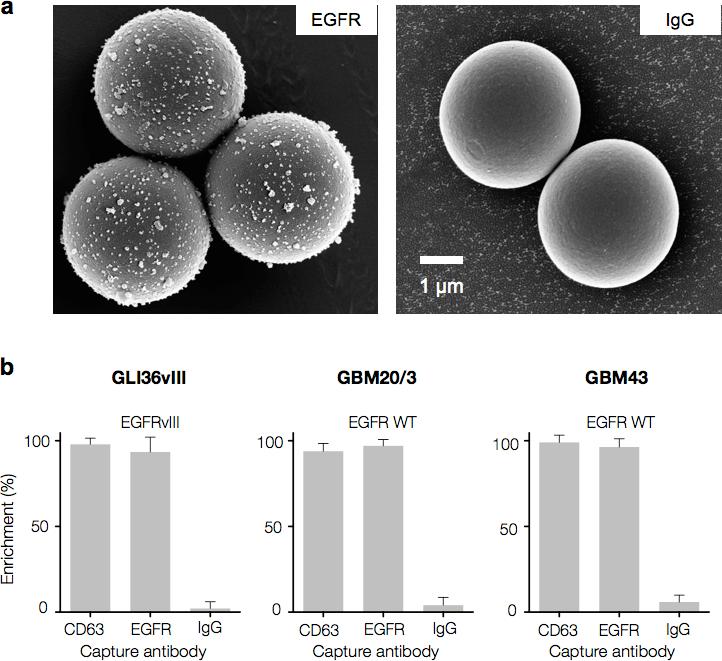 Supplementary Figure 3. Specificity of exosome capture with antibody-coated magnetic beads.