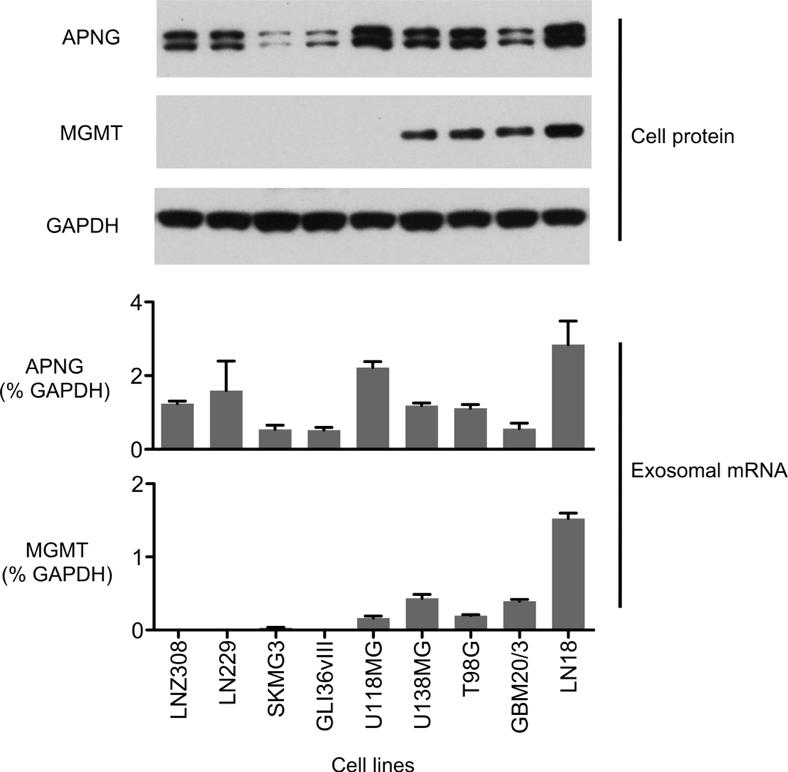 Supplementary Figure 7. Correlation of cellular protein expression with exosome mrna levels. Cell lysates were immunoblotted to determine the cellular protein expression of APNG and MGMT.