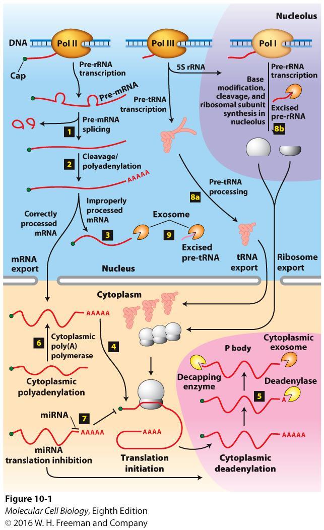 Overview of RNA processing and