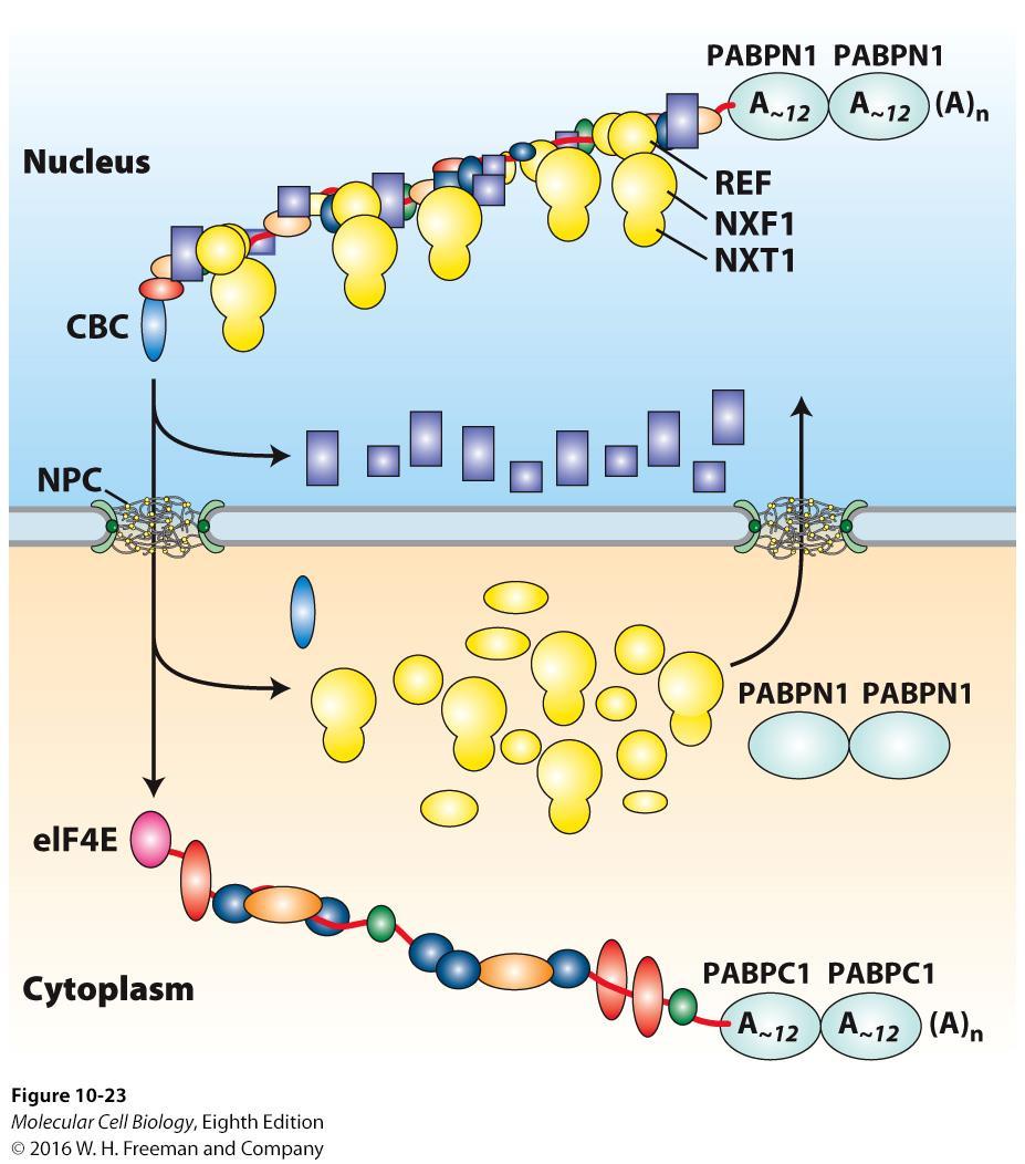 Remodeling of mrnps during nuclear export. Some mrnp proteins dissociate from nuclear mrnp complexes before export through an NPC.