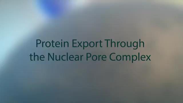 Nuclear export https://www.
