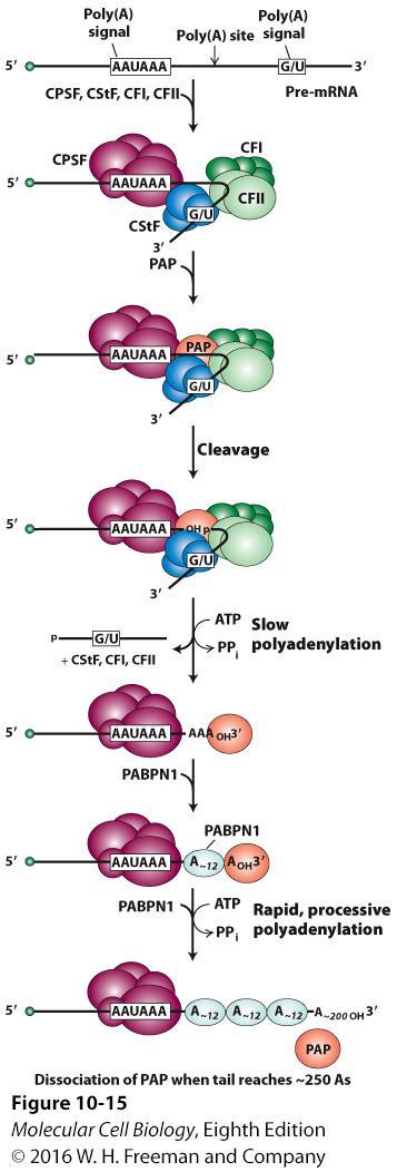 Model for cleavage and polyadenylation of pre-mrnas in mammalian cells.