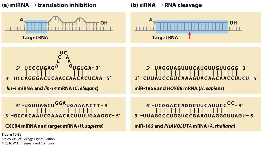 (a) mirnas: Repress translation of target mrnas Hybridize imperfectly with target mrnas mirna nucleotides 2 7 (seed sequence) most critical for targeting it to a