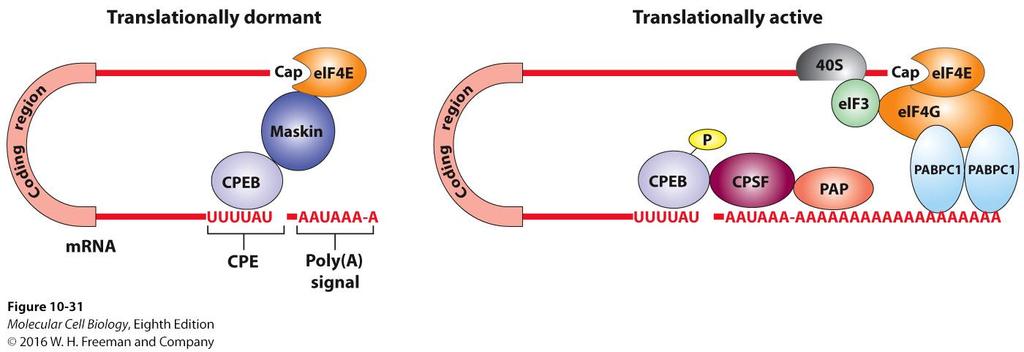 Model for control of cytoplasmic polyadenylation and translation initiation.