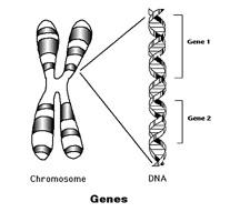 PROTEIN SYNTHESIS It is known today that GENES direct the