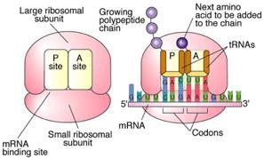 TRANSLATION once transcribed, mrna then exits the nucleus!