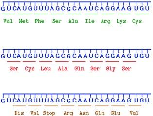 READING FRAME The phase in which mrna is read, in triplets of nucleotides is known as the