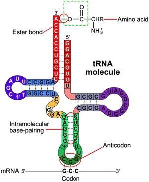 Role of trna ANTICODON = group of 3 complementary bases on trna that recognizes and pairs with a codon on the mrna.