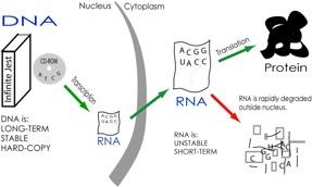 PROTEIN SYNTHESIS The CENTRAL DOGMA of molecular genetics is the sequence whereby DNA is transcribed into a complementary RNA message that is capable of leaving the nucleus and