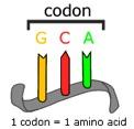 GENETIC CODE There are 20 amino acids found in proteins and only 4 different bases in mrna.