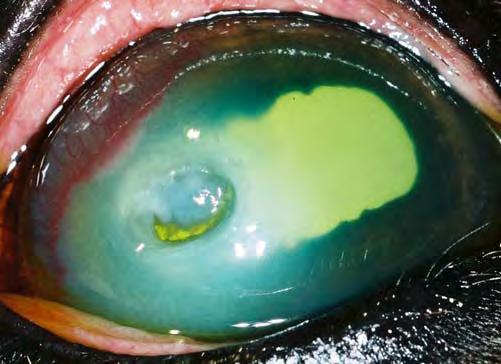 White/yellow cornea means a cellular infiltrate (Figs. 4-6). Blue cornea means edema (Figs. 4, 5).