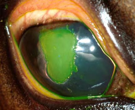 Placing fluorescein dye (USE IT NONDILUTED) in the eye to identify corneal ulcers should be routine in every eye examination of the horse (Fig. 7).