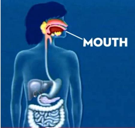 The tongue is a muscle. Saliva is the liquid inside the mouth. It is a chemical substance that contains enzymes. The food we eat starts to be transformed in the mouth.