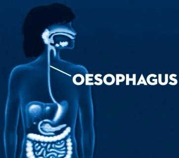 A muscle at the bottom of the throat opens and closes the oesophagus. This muscle is called a sphincter, which either allows or prevents food from passing through.