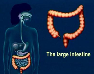 play an important role in digestion, food never actually goes through them.