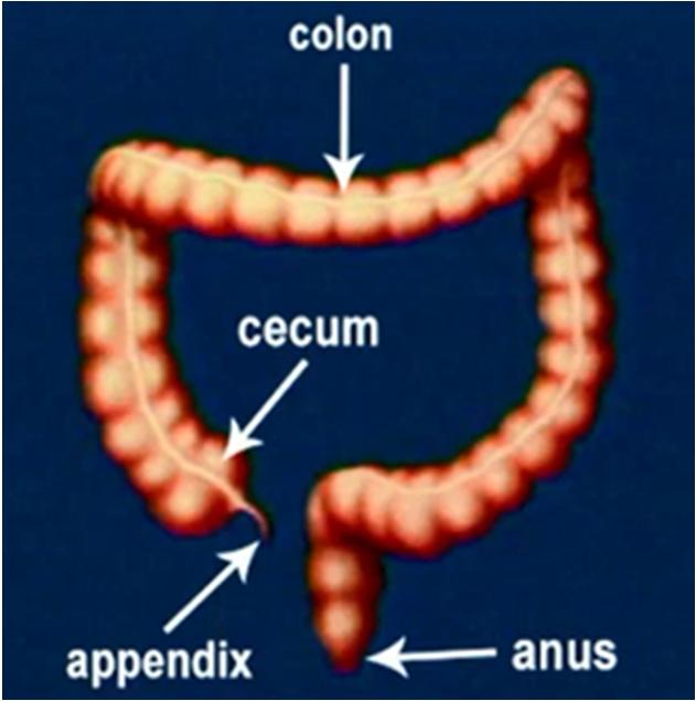 Ascending colon Transverse colon Descending colon THE ORDER OF THE ORGANS This course is also associated with a game
