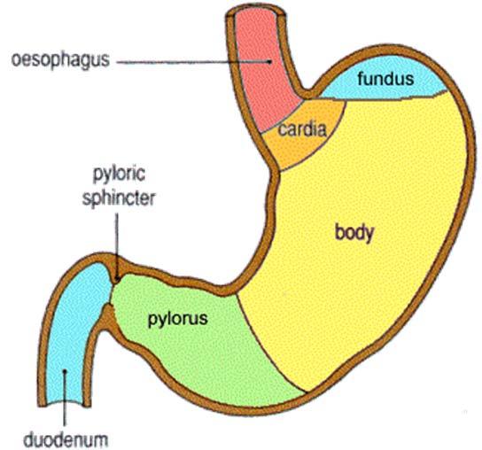 Pyloric region - The last portion. It is shaped like a funnel. It ends at the pylorus. Rugae - Internal folds which disappear when the stomach is distended (full).