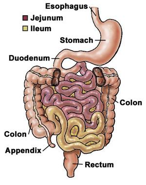 3. Ileum a) Also suspended in the mesentery. b) 3.6 meters long, this is the most distal portion of the small intestine. c) Empties into the cecum through the ileocecal valve.