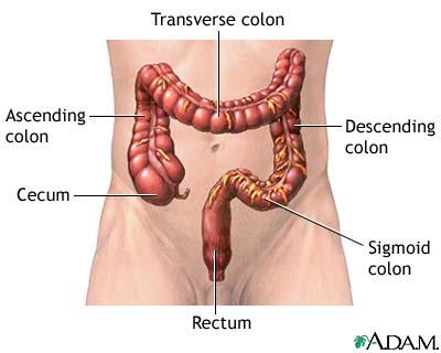 2)Colon - The largest portion. Four parts a) Ascending colon - Leads to the hepatic flexure. b) Transverse colon - Leads to the splenic flexure.
