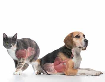 Dietary food for the targeted tackling of gastrointestinal and/or liver problems in dogs