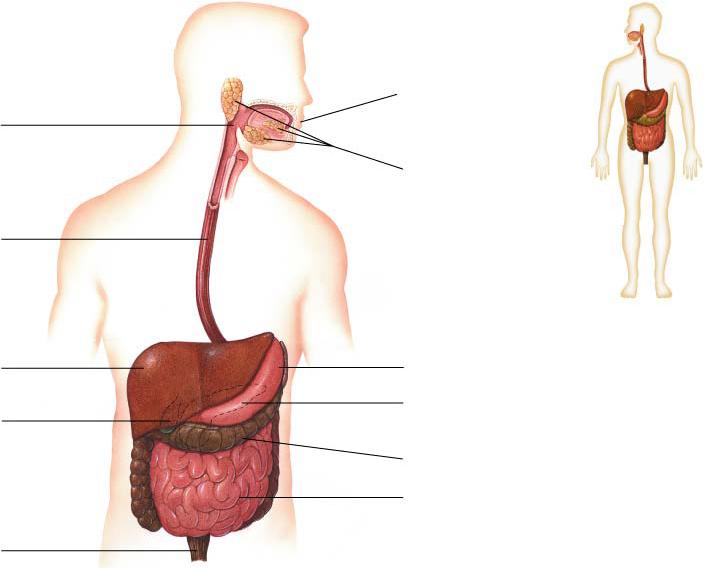 Anatomy of the Digestive System (Alimentary Canal and