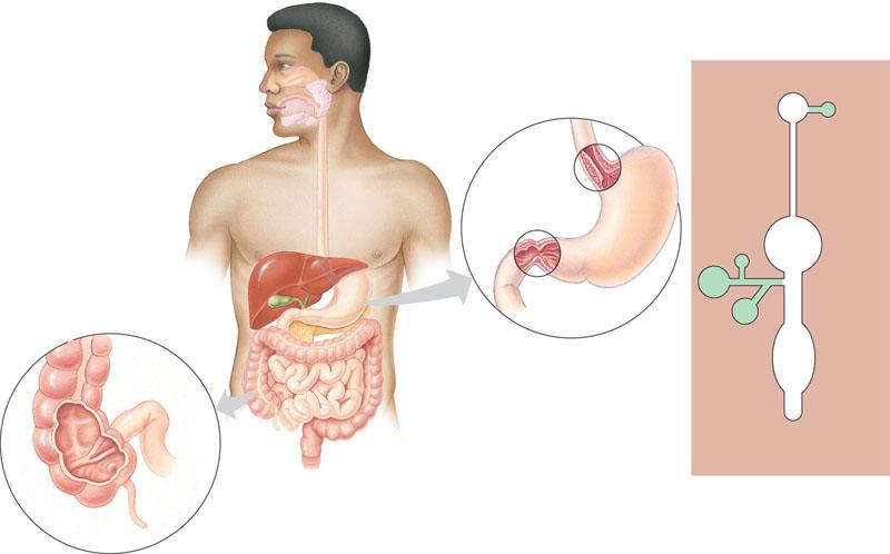 Mammalian Digestive System A long digestive tube with accessory glands that secrete digestive juices that aid digestion Salivary glands Tongue Parotid gland Sublingual gland Submandibular gland Oral