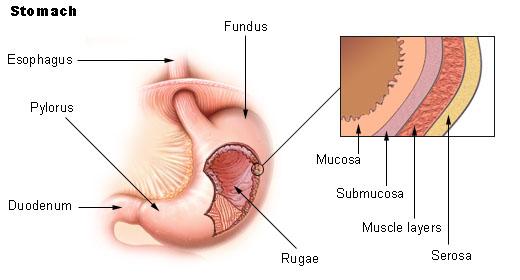 Stomach Primary function To continue digestion of food particles that have passed through the mouth, pharynx, and esophagus The combination of partially digested food and gastric juices produces