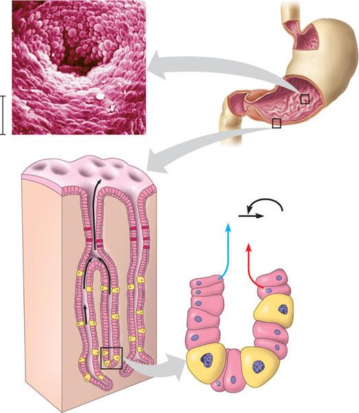 Anatomy of the Stomach Esophagus Cardiac orifice Interior surface of stomach. The interior surface of the stomach wall is highly folded and dotted with pits leading into tubular gastric glands.