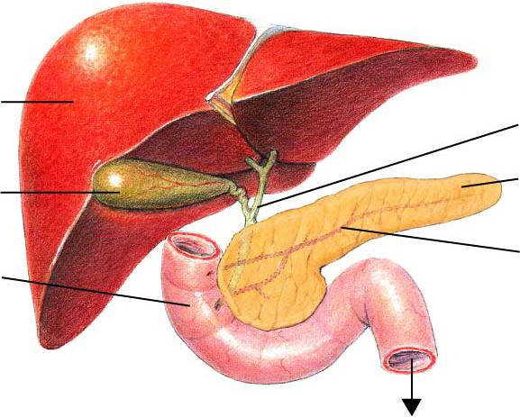 Anatomy of the Liver, Gall Bladder, Pancreas, and Small Intestine Liver Bile
